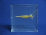 Foto Galerie/Cephalopoda/Alloteuthis subulatus_03_SS.jpg